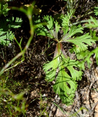 Pelargonium longicaule leaf